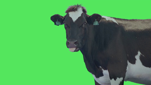 绿色屏幕上的奶牛动物视频素材