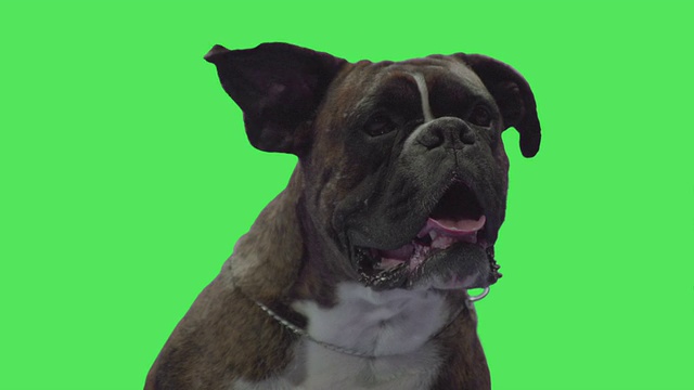 绿色屏幕上的拳击手狗宠物视频素材