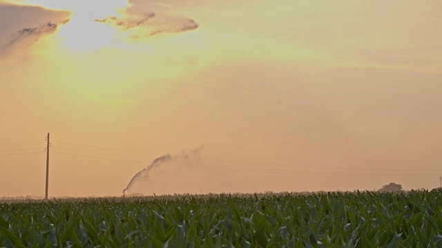 喷流灌溉玉米地视频素材