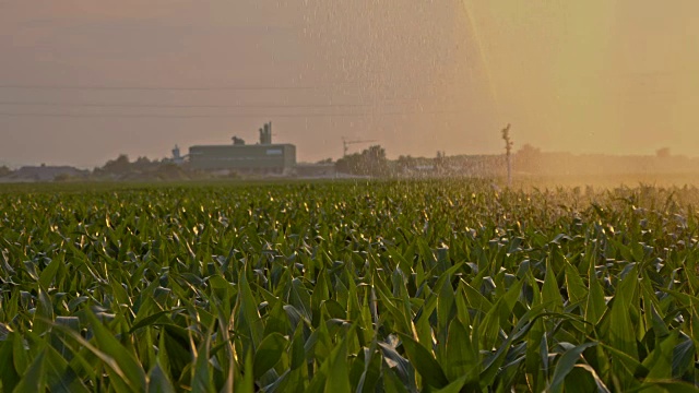 喷洒玉米田的农业洒水器视频素材