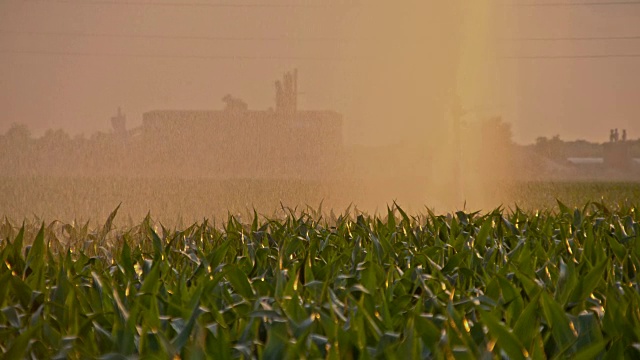 水滴落在玉米地上视频素材