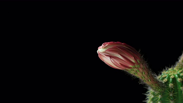 盛开的仙人掌花- 4K视频素材