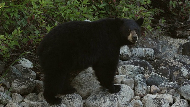 MS/TS拍摄到一只大黑熊(美洲熊)在黄昏时分沿着河岸散步视频素材