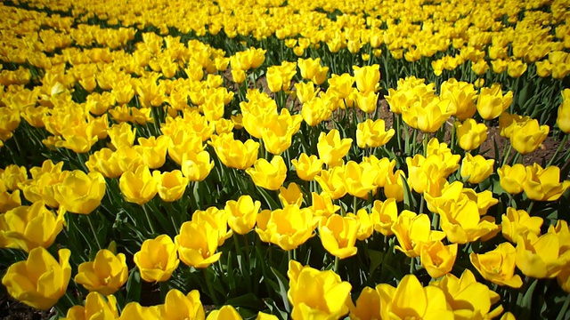 漂亮的黄色郁金香花坛视频下载