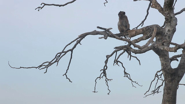 树枝上寂寞的猴子视频素材