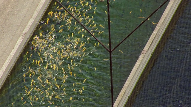 美国爱达荷州蛇河国家鱼类孵化场的CU空中池塘黄鱼视频下载