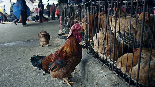 中国市场上出售的鸡肉视频下载