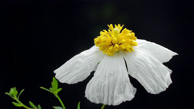 盛开的白色罂粟花4K视频素材