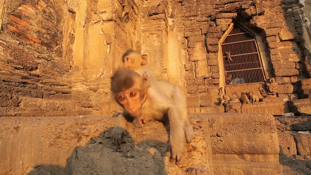 泰国寺庙里的小猴子视频素材