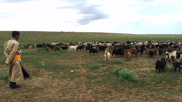 蒙古戈壁沙漠中穿着传统服装的牧羊人和他的羊群视频下载