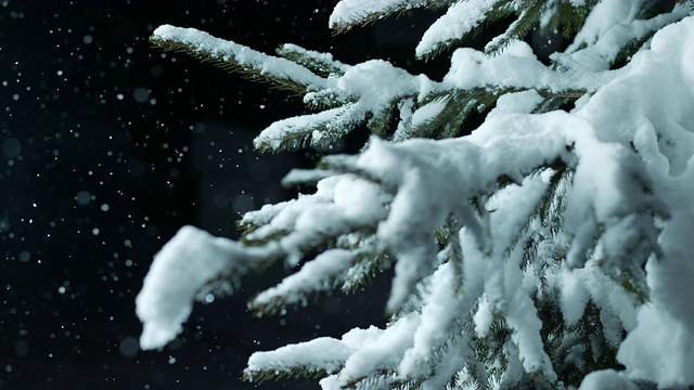 SLO MO云杉在晚上覆盖着雪视频素材