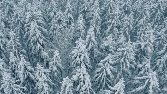 冬季森林的天线视频素材