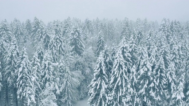 空中的积雪覆盖的森林道路视频素材