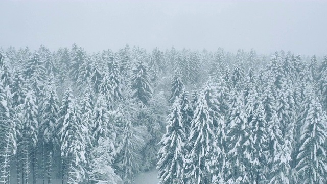 白雪覆盖的树木环绕着白色的道路视频购买