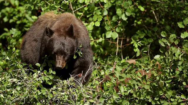 这是一只黑熊带着小熊在树上吃浆果的照片视频素材