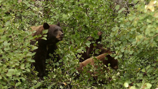 这是一只黑熊带着小熊在树上吃浆果的照片视频素材