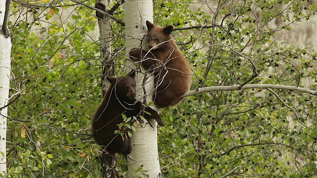 美国黑熊幼崽在一棵白杨树上的照片视频素材