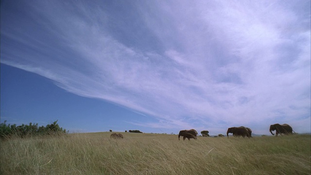 跟踪拍摄了一群在草原上行走的大象视频素材