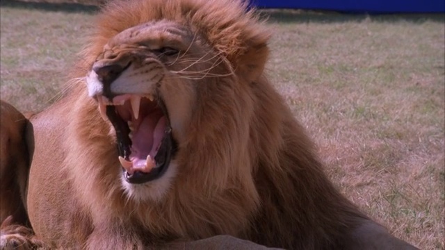 蓝屏近镜头放大，一只狮子躺在草地上吼叫/打哈欠视频下载