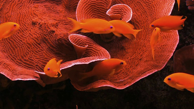 在清澈的水中，红色的鱼在珊瑚上游动/埃拉特，内盖夫，以色列沙漠视频下载