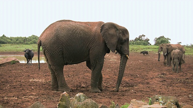 拍摄于Abarder山上的非洲象(loxodonta)，靠近水/ Abarder，肯尼亚视频下载