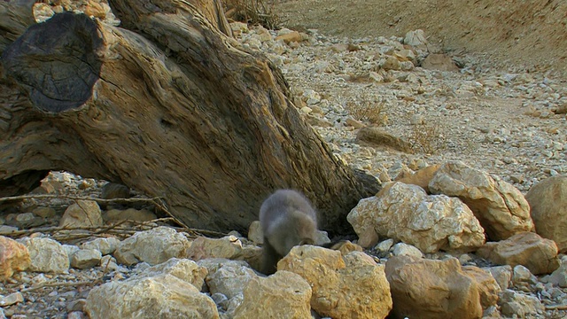 以色列阿拉瓦沙漠，埃拉特，岩石之间，红狐幼崽在玩耍视频素材