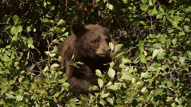 MS/TS拍摄到一只正在吃浆果的黑熊幼崽视频素材