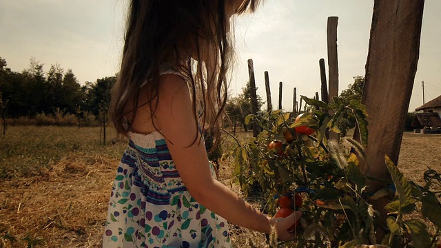 一个小女孩学习如何摘西红柿。真实的人，乡村场景，。镜头光晕，特殊角度，GoPro。视频素材