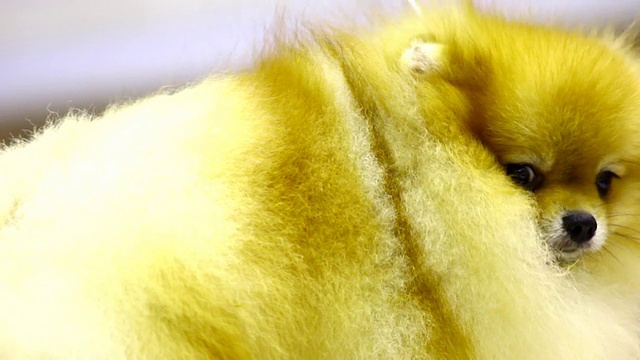 波美拉尼亚的狗视频素材
