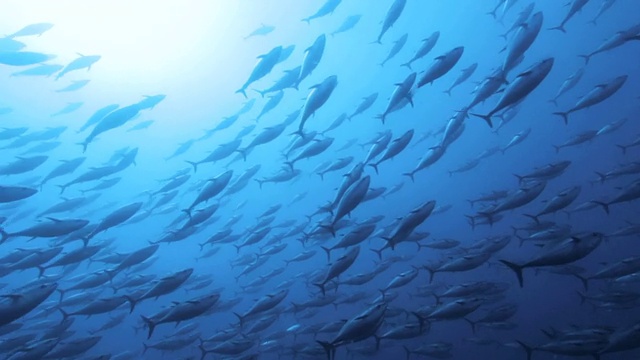 金枪鱼的鱼群在海底游泳视频下载