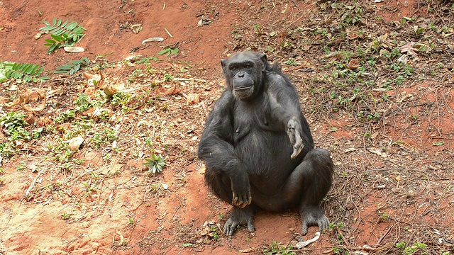 黑猩猩视频素材