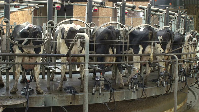旋转挤奶机在奶牛农场谷仓视频素材