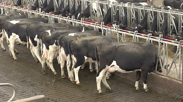 一群在大谷仓里吃干草的牛视频素材