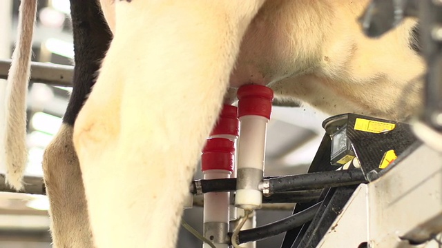 挤奶机器人在奶牛农场- DOLLY运动视频素材