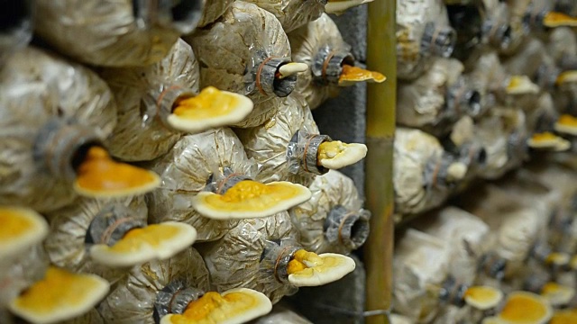 幻灯片淘洗:成熟灵芝蘑菇视频素材