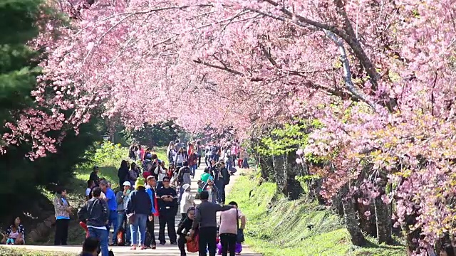 人群和游客欣赏春天的樱花视频素材