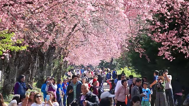 人群和游客欣赏春天的樱花视频素材