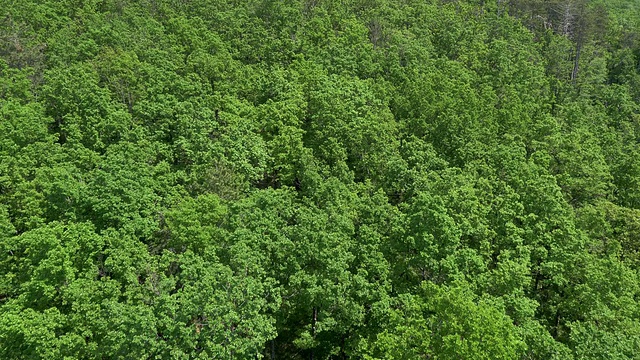 空中飞行在地中海森林的绿树顶上视频素材