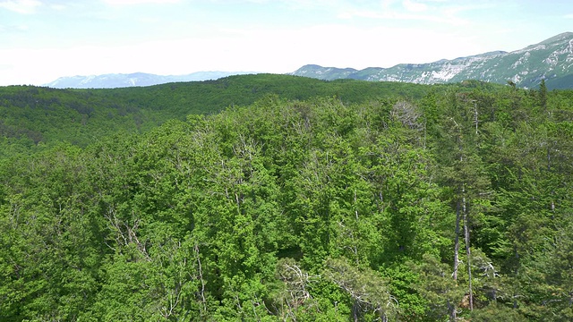 辽阔的森林，以山脉为背景视频素材