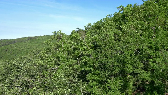 航拍地中海茂密的森林视频素材