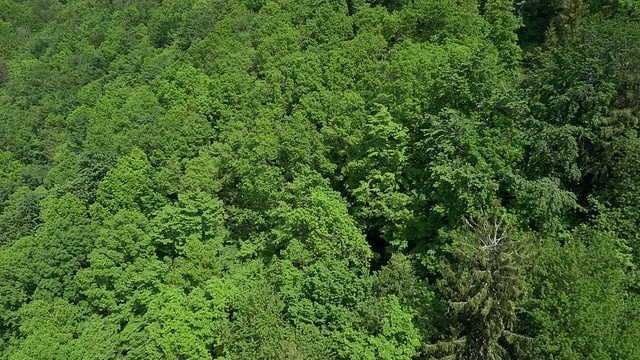 空中飞行在茂密的绿色森林上空视频素材