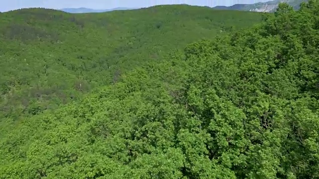 空中的树顶是一片广阔的绿色森林视频素材