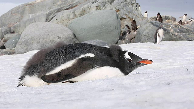 巴布亚企鹅躺在阳光下吃雪视频素材
