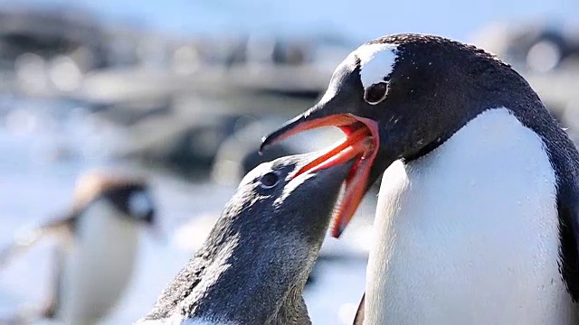 巴布亚企鹅用慢镜头喂它的小企鹅，可以看到食物被转移。视频素材