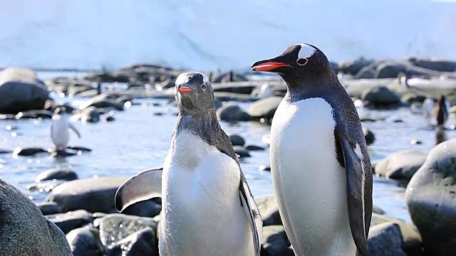 巴布亚企鹅用慢镜头喂它的小企鹅，可以看到食物被转移。视频素材