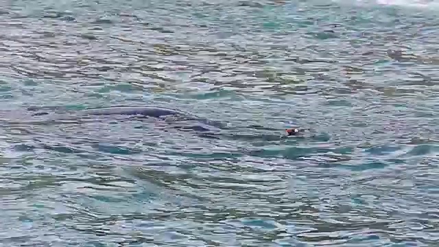 海豹正在吃巴布亚企鹅视频下载