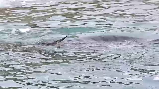 海豹正在吃巴布亚企鹅视频素材