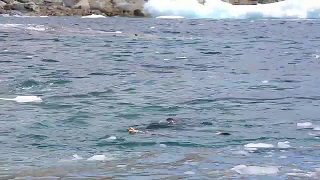 海豹正在吃巴布亚企鹅视频素材