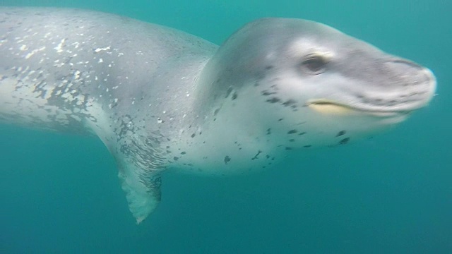 豹海豹游来游去，用慢动作与摄像机互动视频素材