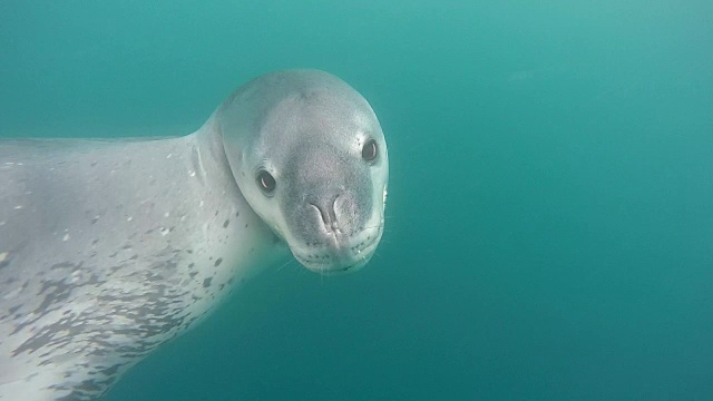 豹海豹游来游去，用慢动作与摄像机互动视频下载